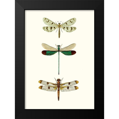 Entomology Series VII Black Modern Wood Framed Art Print by Blanchard