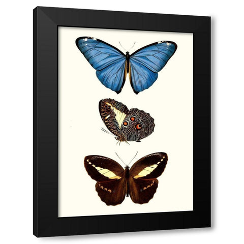 Entomology Series VIII Black Modern Wood Framed Art Print with Double Matting by Blanchard