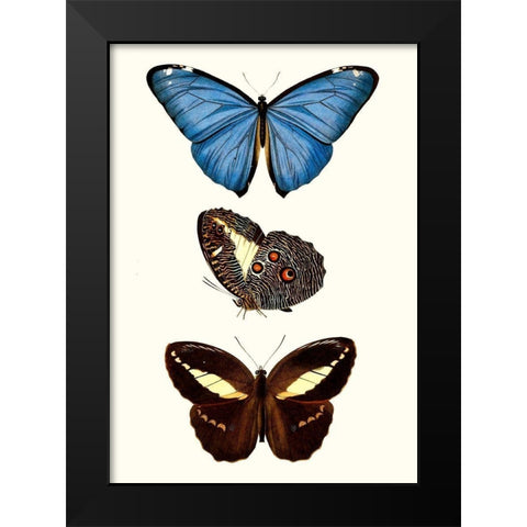 Entomology Series VIII Black Modern Wood Framed Art Print by Blanchard