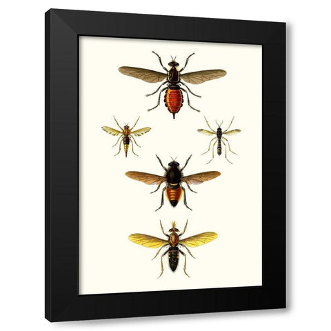 Entomology Series IX Black Modern Wood Framed Art Print with Double Matting by Blanchard