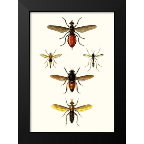 Entomology Series IX Black Modern Wood Framed Art Print by Blanchard