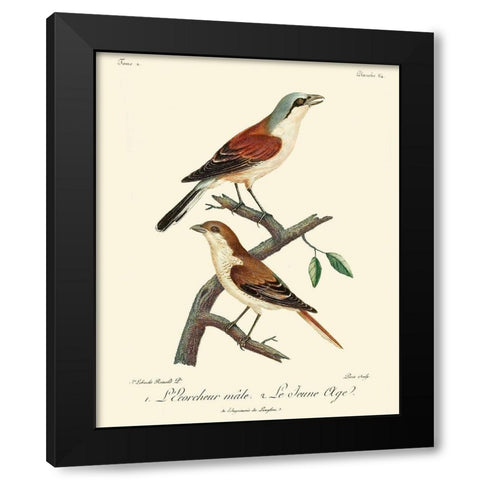 Vintage French Birds I Black Modern Wood Framed Art Print with Double Matting by de Langlois