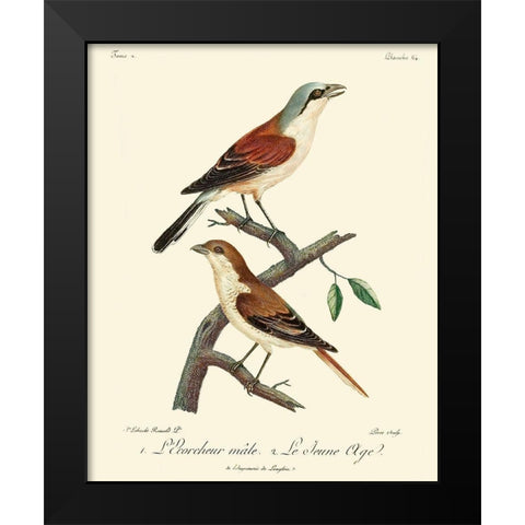Vintage French Birds I Black Modern Wood Framed Art Print by de Langlois