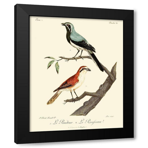 Vintage French Birds II Black Modern Wood Framed Art Print with Double Matting by de Langlois