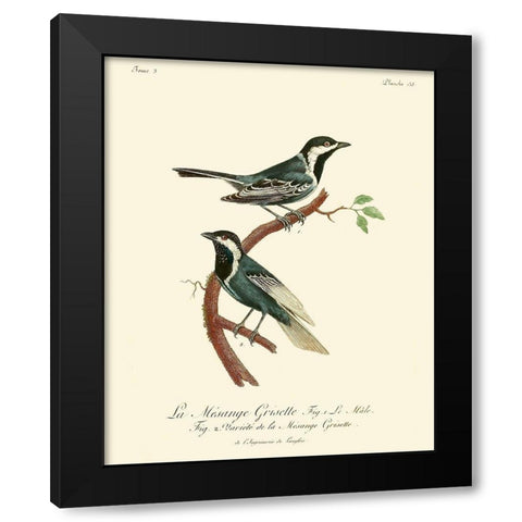 Vintage French Birds III Black Modern Wood Framed Art Print with Double Matting by de Langlois