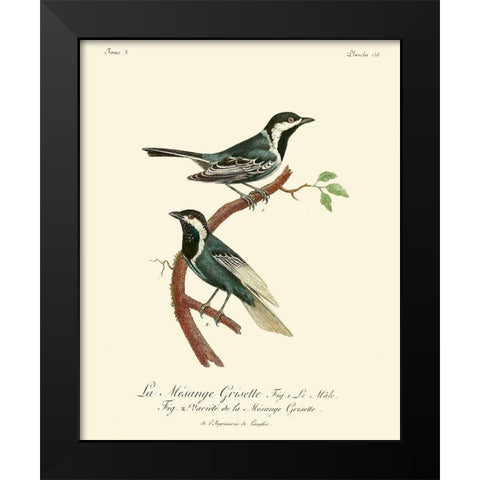 Vintage French Birds III Black Modern Wood Framed Art Print by de Langlois