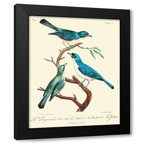 Vintage French Birds IV Black Modern Wood Framed Art Print with Double Matting by de Langlois