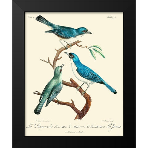 Vintage French Birds IV Black Modern Wood Framed Art Print by de Langlois