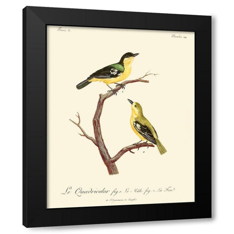 Vintage French Birds V Black Modern Wood Framed Art Print with Double Matting by de Langlois