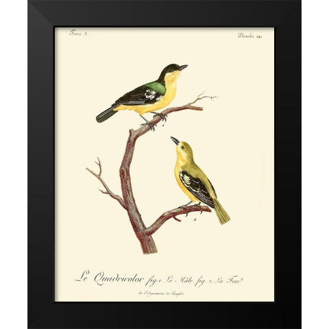 Vintage French Birds V Black Modern Wood Framed Art Print by de Langlois