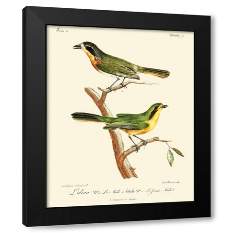 Vintage French Birds VI Black Modern Wood Framed Art Print with Double Matting by de Langlois