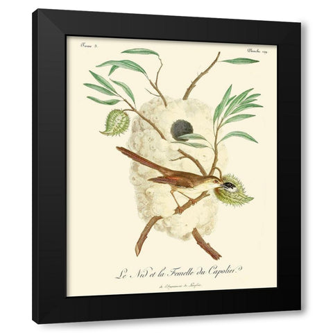 Vintage French Birds VII Black Modern Wood Framed Art Print with Double Matting by de Langlois