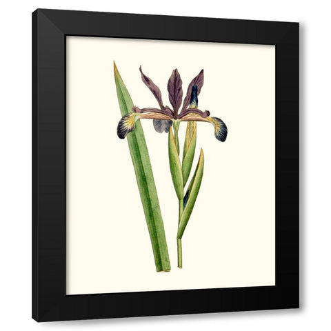 Antique Iris III Black Modern Wood Framed Art Print with Double Matting by Curtis