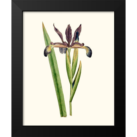 Antique Iris III Black Modern Wood Framed Art Print by Curtis