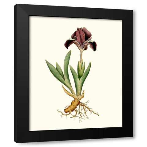 Antique Iris IV Black Modern Wood Framed Art Print with Double Matting by Curtis