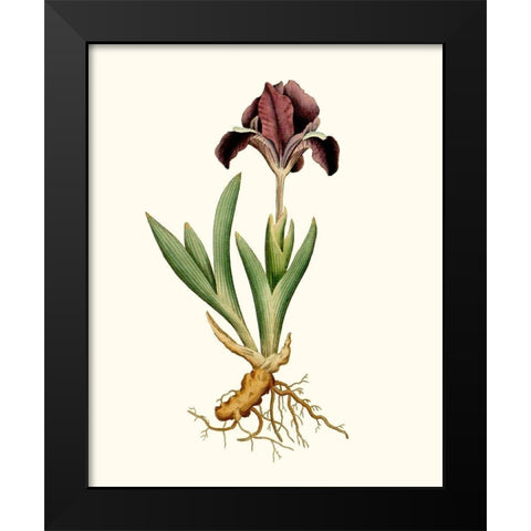 Antique Iris IV Black Modern Wood Framed Art Print by Curtis