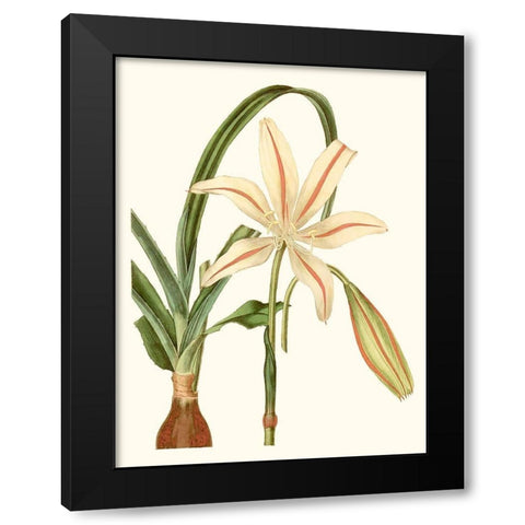Antique Amaryllis I Black Modern Wood Framed Art Print with Double Matting by Curtis