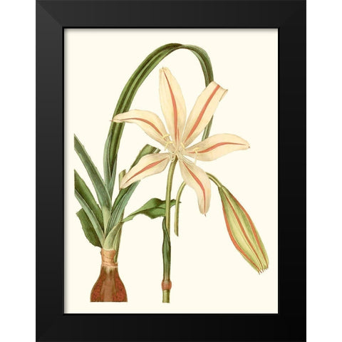 Antique Amaryllis I Black Modern Wood Framed Art Print by Curtis