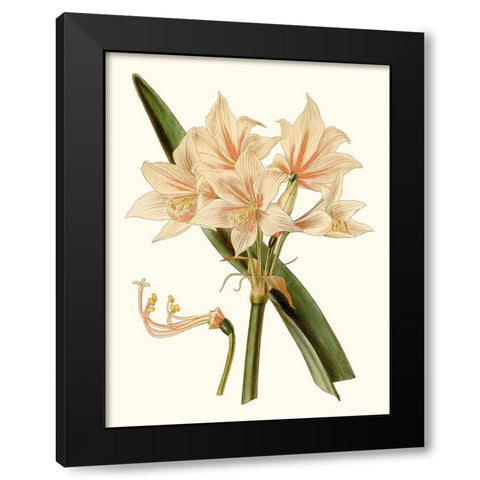 Antique Amaryllis II Black Modern Wood Framed Art Print with Double Matting by Curtis