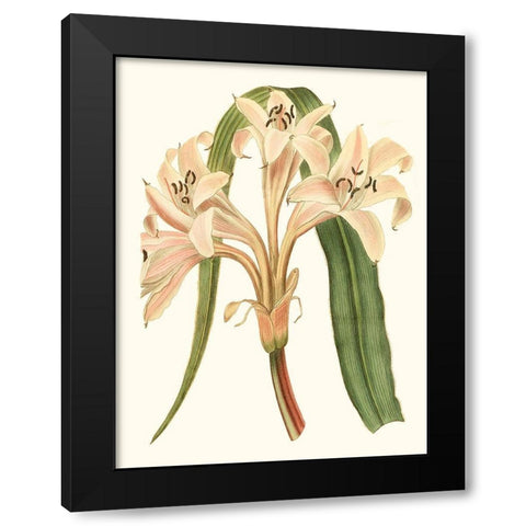 Antique Amaryllis III Black Modern Wood Framed Art Print with Double Matting by Curtis