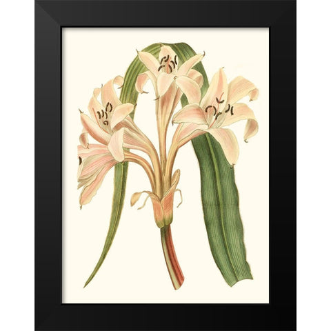 Antique Amaryllis III Black Modern Wood Framed Art Print by Curtis