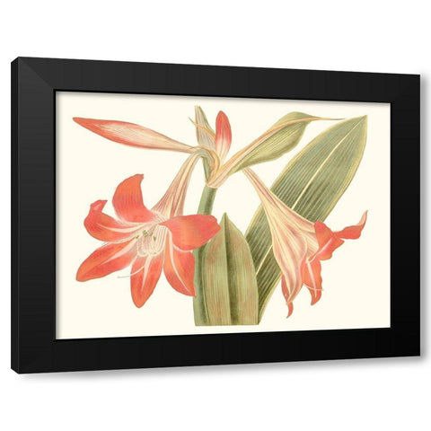 Antique Amaryllis IV Black Modern Wood Framed Art Print with Double Matting by Curtis