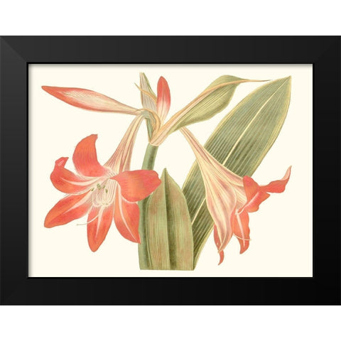 Antique Amaryllis IV Black Modern Wood Framed Art Print by Curtis
