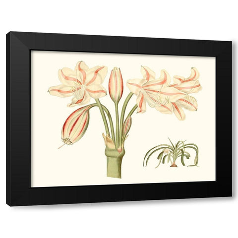 Antique Amaryllis V Black Modern Wood Framed Art Print with Double Matting by Curtis