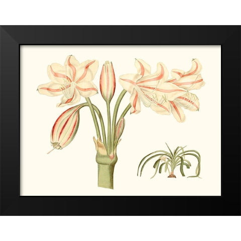 Antique Amaryllis V Black Modern Wood Framed Art Print by Curtis