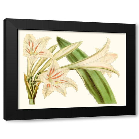 Antique Amaryllis VI Black Modern Wood Framed Art Print by Curtis
