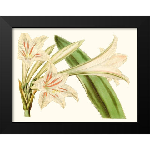 Antique Amaryllis VI Black Modern Wood Framed Art Print by Curtis