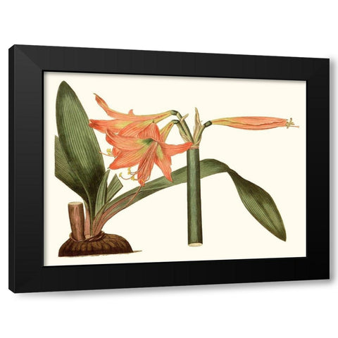 Antique Amaryllis VII Black Modern Wood Framed Art Print by Curtis