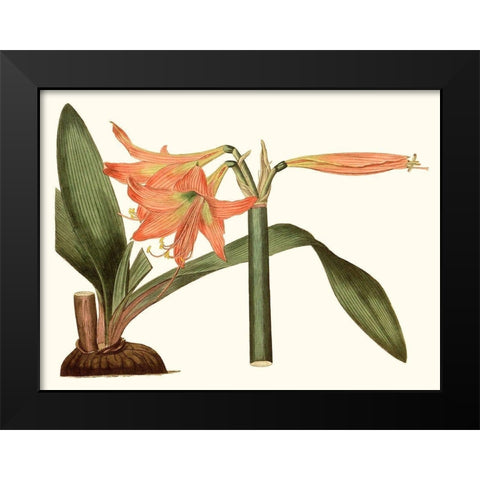 Antique Amaryllis VII Black Modern Wood Framed Art Print by Curtis