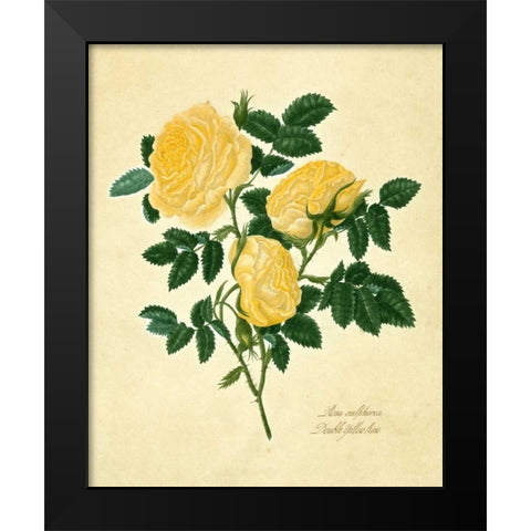 Double Yellow Rose Black Modern Wood Framed Art Print by Lawrence, Mary