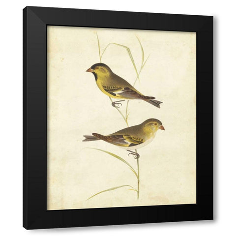Goldfinch Black Modern Wood Framed Art Print by Cassin