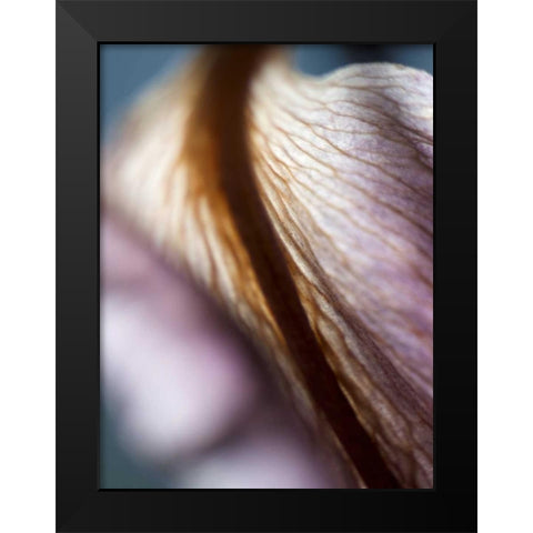 Lily Dusk II Black Modern Wood Framed Art Print by Nourock, Jonathan