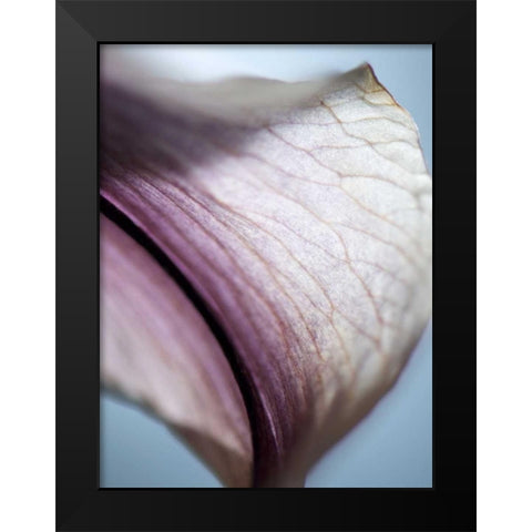 Lily Dusk III Black Modern Wood Framed Art Print by Nourock, Jonathan