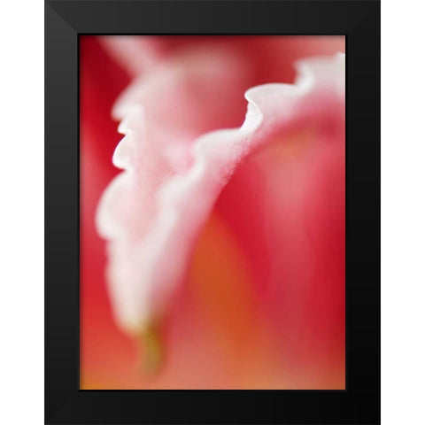 Macro Tulip I Black Modern Wood Framed Art Print by Nourock, Jonathan