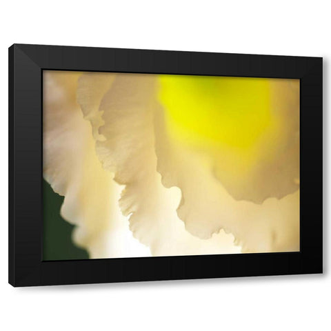 White Lisianthus II Black Modern Wood Framed Art Print by Nourock, Jonathan