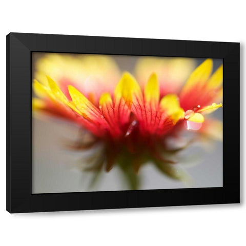Gaillardia II Black Modern Wood Framed Art Print by Nourock, Jonathan