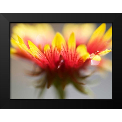 Gaillardia II Black Modern Wood Framed Art Print by Nourock, Jonathan