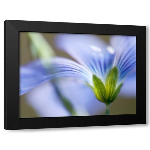 Blue Flax I Black Modern Wood Framed Art Print with Double Matting by Nourock, Jonathan