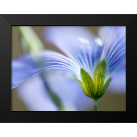 Blue Flax I Black Modern Wood Framed Art Print by Nourock, Jonathan
