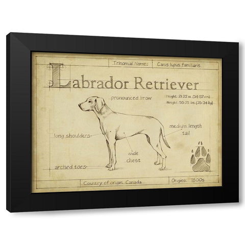 Antique Labrador Retriever (ASH) Black Modern Wood Framed Art Print with Double Matting by Harper, Ethan