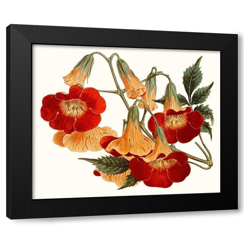 Striking Coral Botanicals IV Black Modern Wood Framed Art Print by Curtis