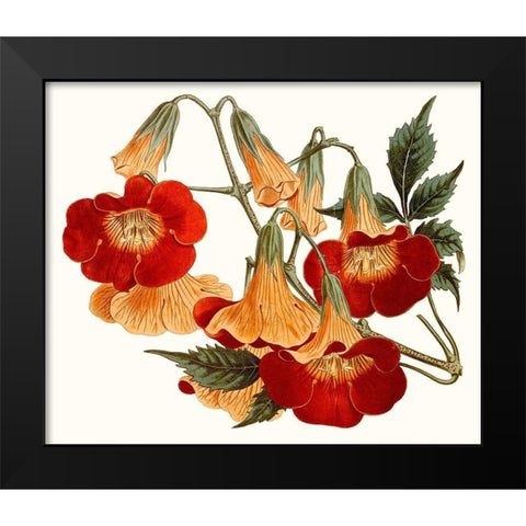 Striking Coral Botanicals IV Black Modern Wood Framed Art Print by Curtis