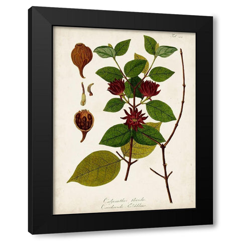 Antique Greenery I Black Modern Wood Framed Art Print with Double Matting by Unknown