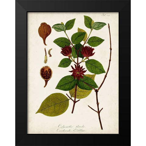 Antique Greenery I Black Modern Wood Framed Art Print by Unknown