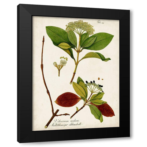 Antique Greenery II Black Modern Wood Framed Art Print with Double Matting by Unknown
