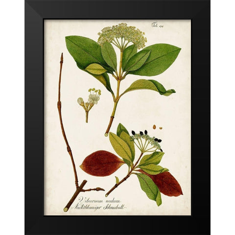 Antique Greenery II Black Modern Wood Framed Art Print by Unknown